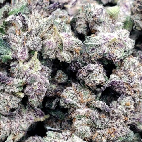 Black Dragon (smalls) (AAA+)