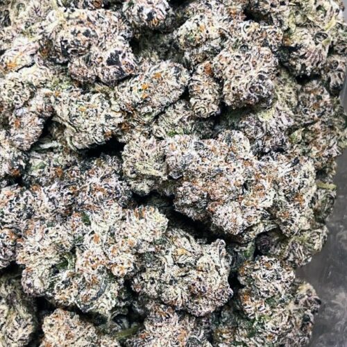 Blue Lobster (AAAA+)