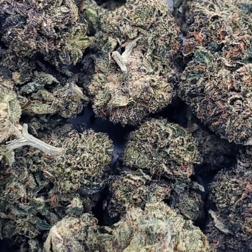 pink lizard (aaaa+)