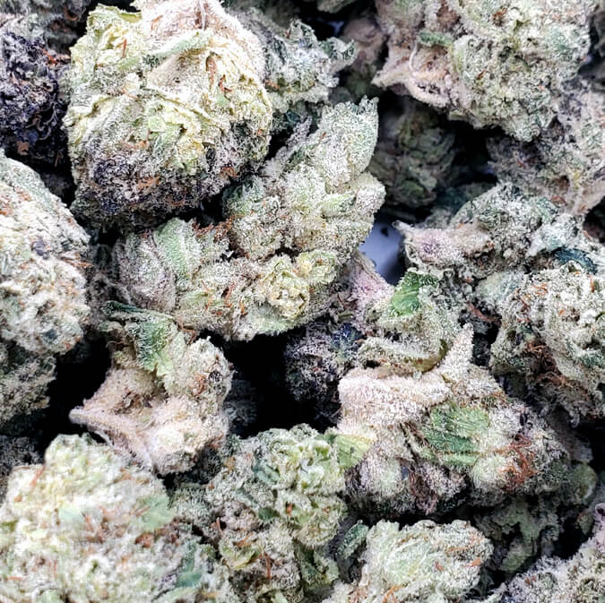Purple Mimosa (Aaa+) 1 purple mimosa (aaa+)