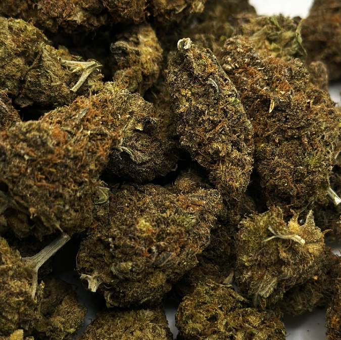 Orange Creamsicle (Aaa-) 1 orange creamsicle is a sativa-leaning hybrid strain, resulting from a cross between the flavorful orange crush and juicy fruit strains. this strain stands out for its unique creamy vanilla and citrus flavor that lingers on the palate after smoking. its aroma complements the taste, exuding a sweet and tangy citrus scent enveloped in creamy vanilla with a hint of earthiness. the effects of orange creamsicle are as captivating as its flavor. the high begins with a gradual euphoria that elevates the mood, leading to a state of full relaxation for both the mind and body. as one's spirits rise, there's also an increase in energy, culminating in a peak of joy and motivation. this is then followed by a calming sensation accompanied by slight drowsiness. with its thc content ranging between 15-17%, this strain is recommended for addressing mood fluctuations, depression, chronic tiredness, and pain. visually, orange creamsicle buds are small, dense, and forest green, adorned with bright orange hairs and a layer of golden crystal tr