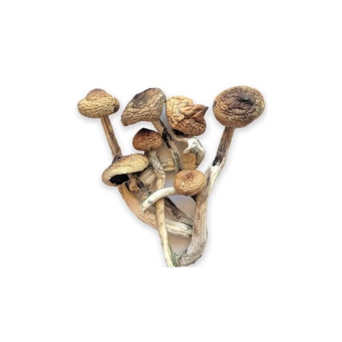 golden teachers