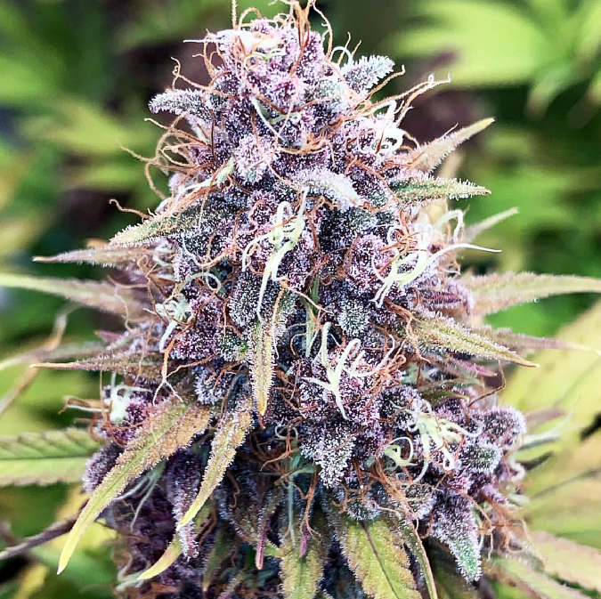 Feminized Cannabis Seeds | Huckleberry Soda 1 feminized cannabis seeds | huckleberry soda