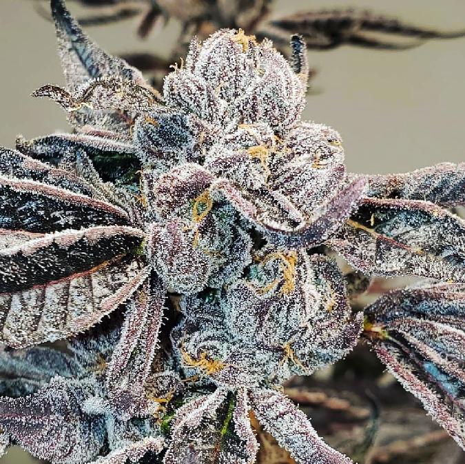Feminized Cannabis Seeds | Runtz 1 runtz is a highly popular and relatively new strain originating in california. this spectacular cross is a blend of gelato and zkittlez, resulting in a balanced hybrid consisting of 50% sativa and 50% indica genetics. when grown indoors, runtz cannabis seeds have an average height of 80-130cm and a flowering time of only 8-9 weeks. the plant produces a yield of around 450-500 grams per square meter. outdoor yields are similar, averaging around 400-500 grams per plant. the buds of runtz are lime green in color with purple accents and are covered in a thick layer of thc, with levels typically reaching 27%. the effects of smoking runtz are euphoric and cheerful, with a potential for increased creativity. the candy-scented aroma has fruity undertones.